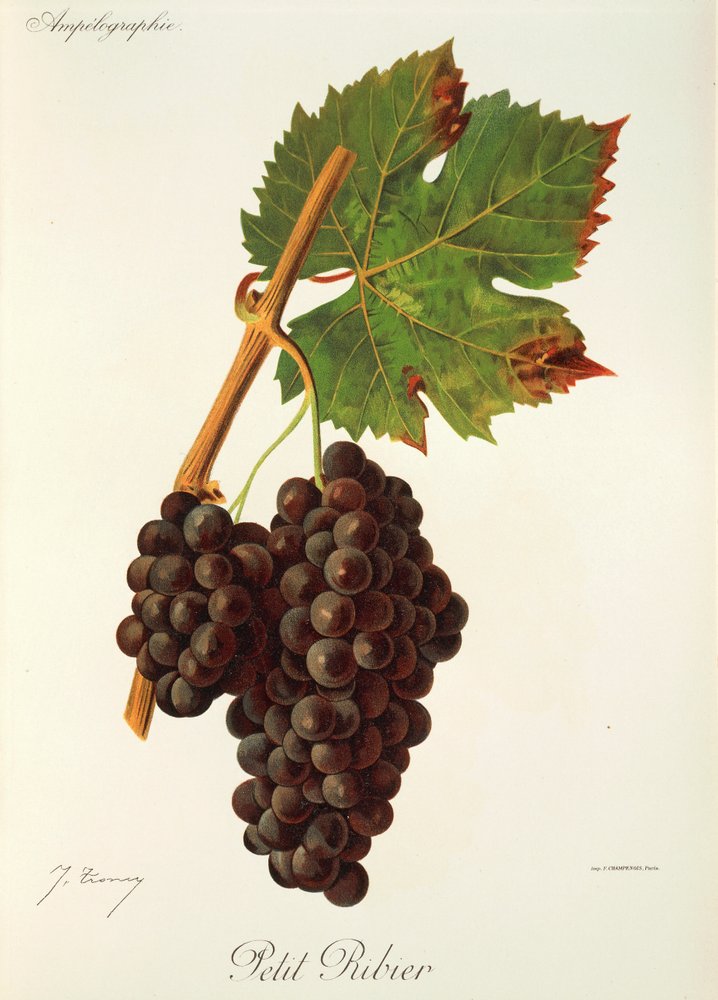 Petit Ribier grape by Jules Troncy: Premium art reproduction