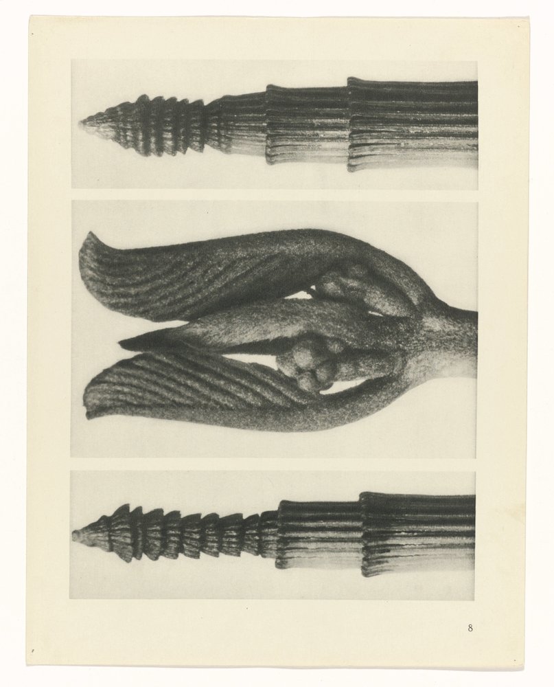 Plant Study (Urformen der Kunst series) by Karl Blossfeldt