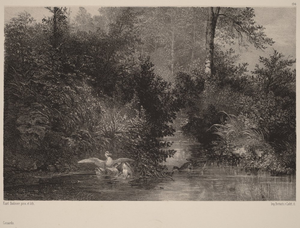 Ducks by Karl Bodmer