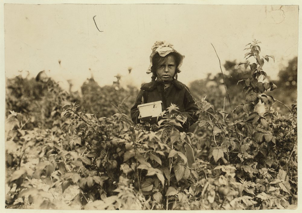 Annie Bissie Picking Berries in the Fields Near Baltimore, Maryland, 1909 by Lewis Wickes Hine