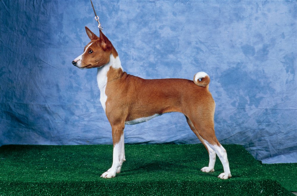 African Basenji Basenji Beagle African Basenji Puppy Basenji Dog