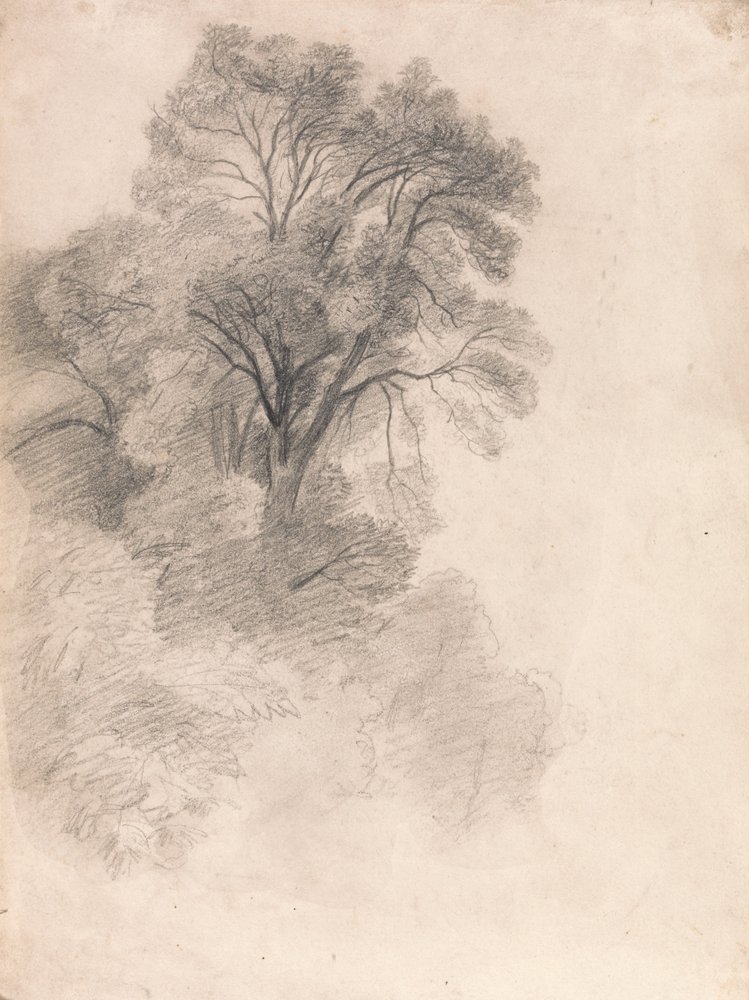 Study of Ash Trees by Lionel Constable