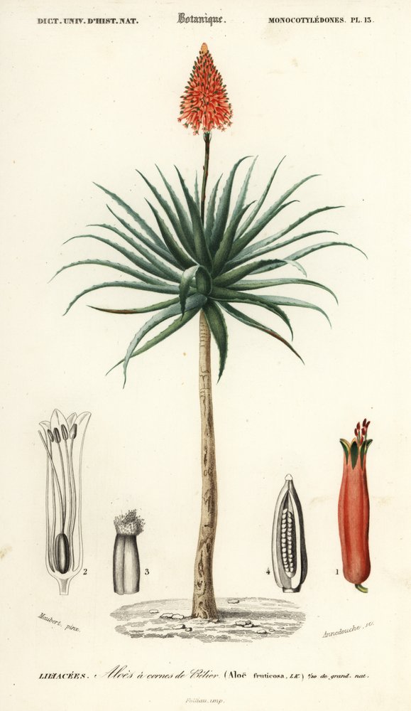Krantz Aloe, Aloe Arborescens (1849) by Louis Joseph Edouard Maubert