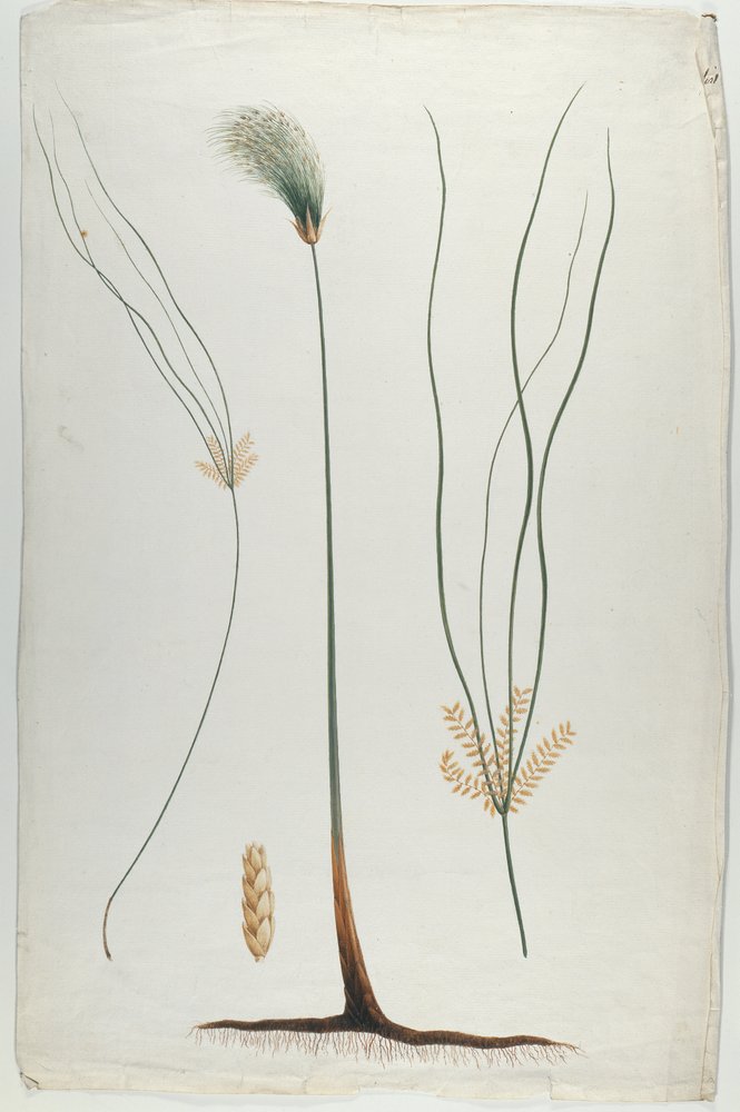 Papyrus (Plant and Root Detail), after James Abyssinian Bruce (1730-94)