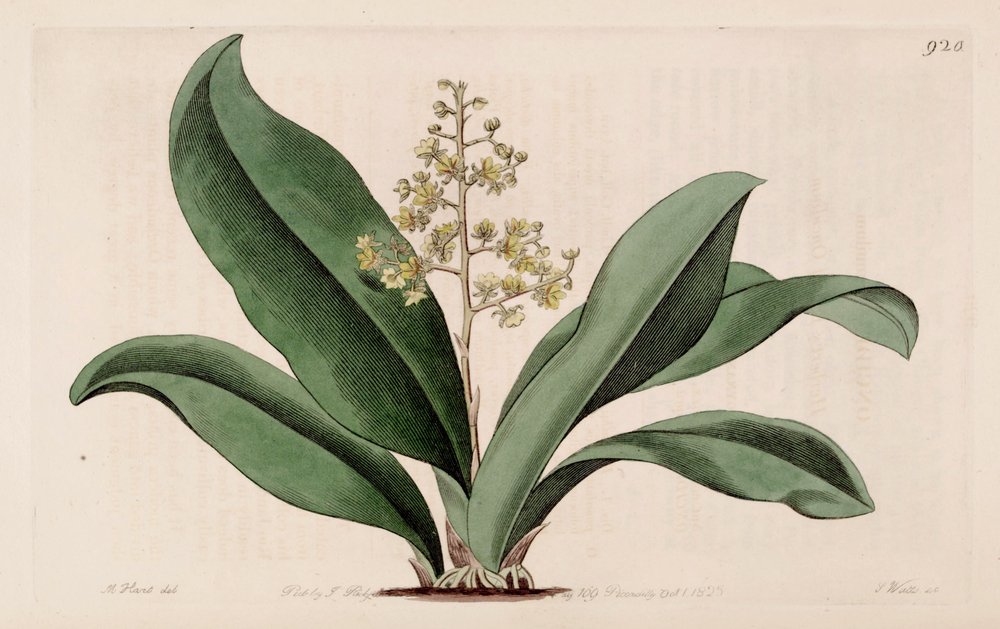 Illustration of Trichocentrum pumilum (as syn. Oncidium pumilum)