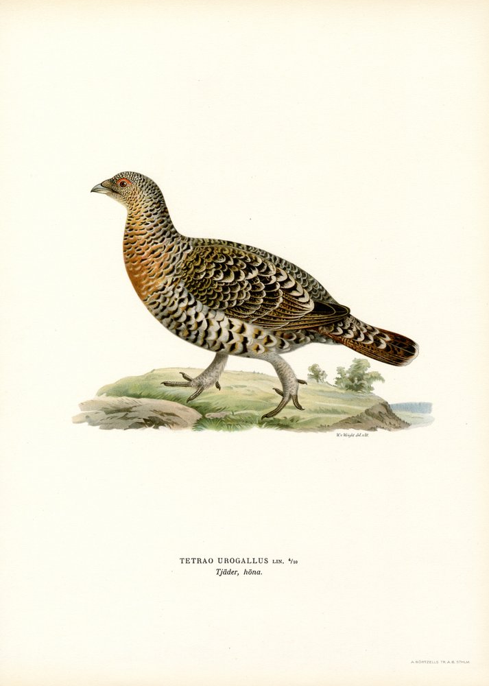 Western Capercaillie by Magnus Ferdinand and Wilhelm von Wright