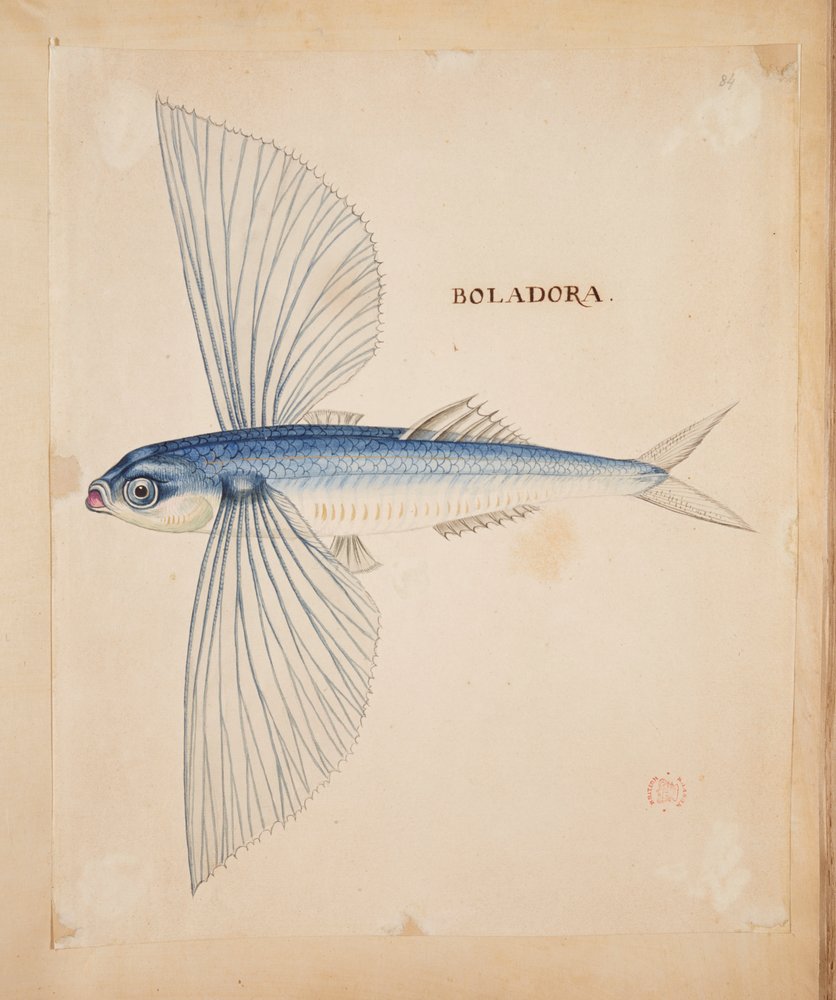 Boladora, A flying fish by Mark Catesby: Buy fine art prints