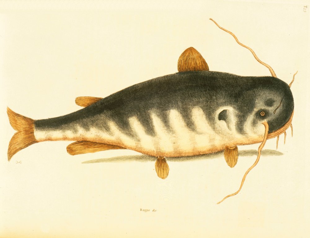 Catfish, plate 23, vol. 1 from the 'Natural History of Carolina ...