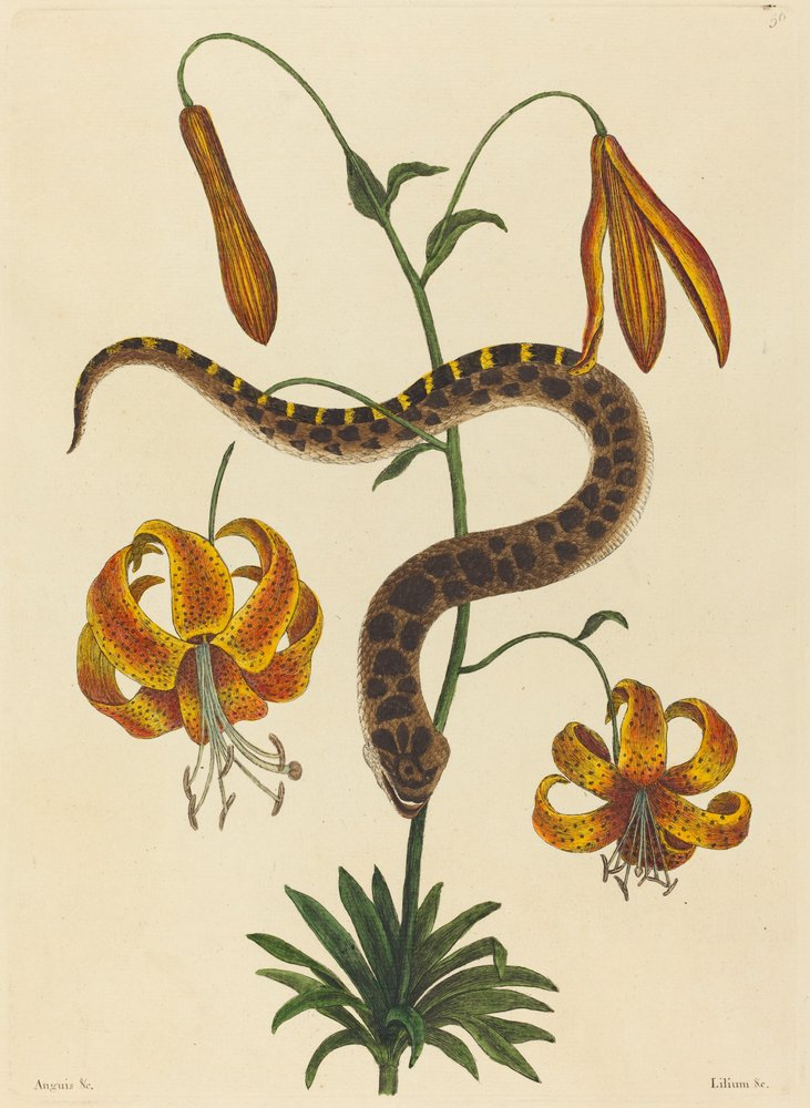 The Hog-nose Snake (Boa contortrix) by Mark Catesby