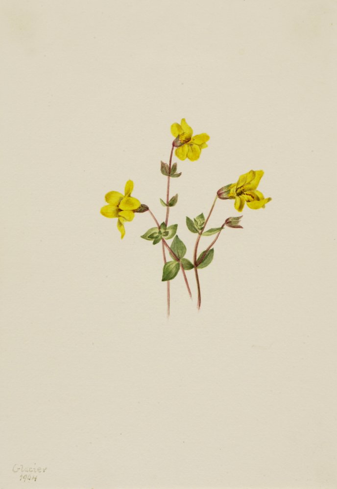 Alpine Monkey Flower Mimulus caespitosus by Mary Vaux Walcott