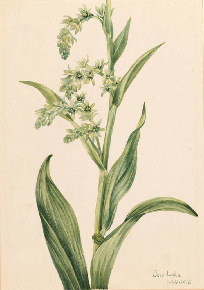 Green Bear Cabbage (Veratrum viride) by Mary Vaux Walcott
