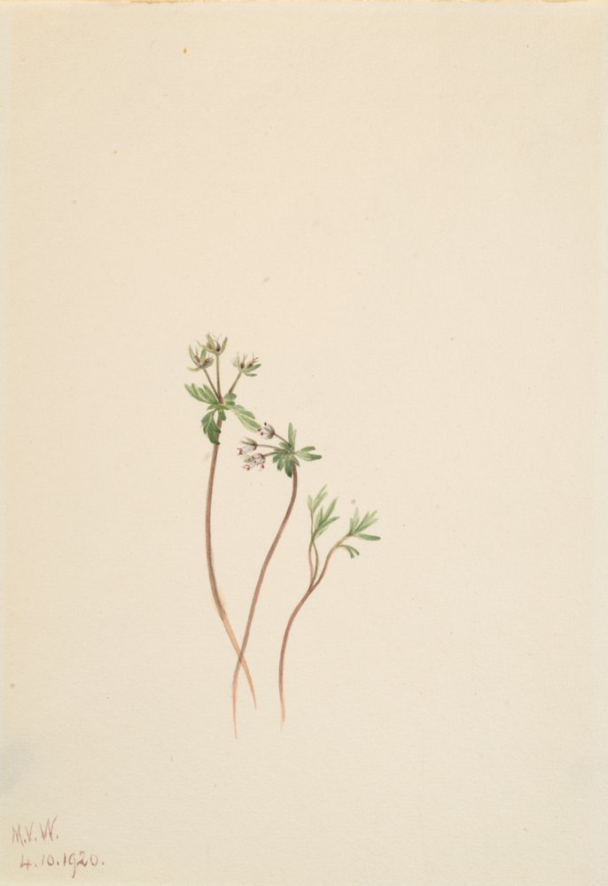 Harbinger of Spring Erigenia bulbosa, 1920