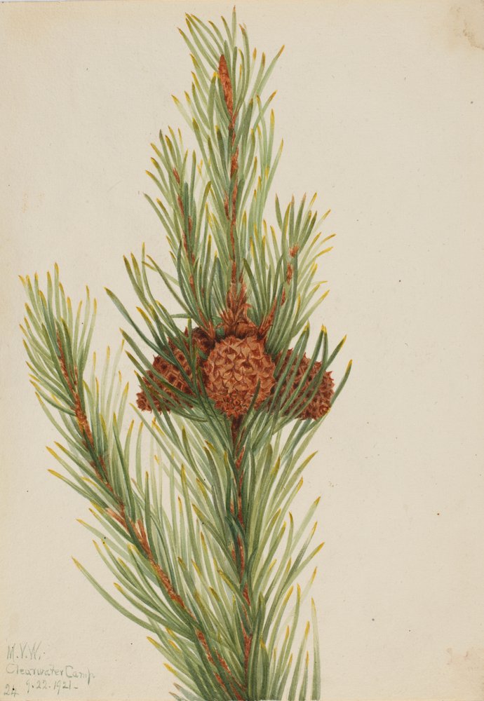 Lodgepole Pine Pinus Contorta murrayana by Mary Vaux Walcott