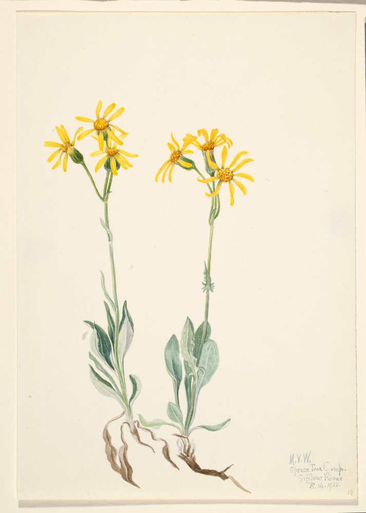 Montana Parnassia by Mary Vaux Walcott