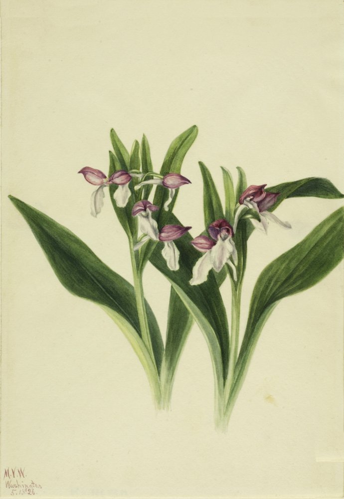 Showy Orchis Orchis spectabilis by Mary Vaux Walcott