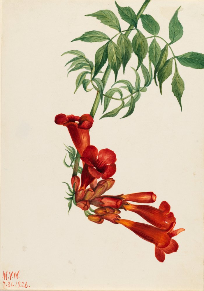 Trumpet Creeper by Mary Vaux Walcott