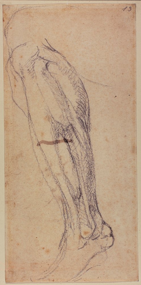Leg Study by Michelangelo Buonarroti: Buy fine art print
