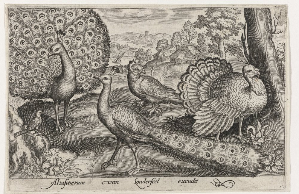 Two Peacocks and a Turkey by Nicolaes de Bruyn