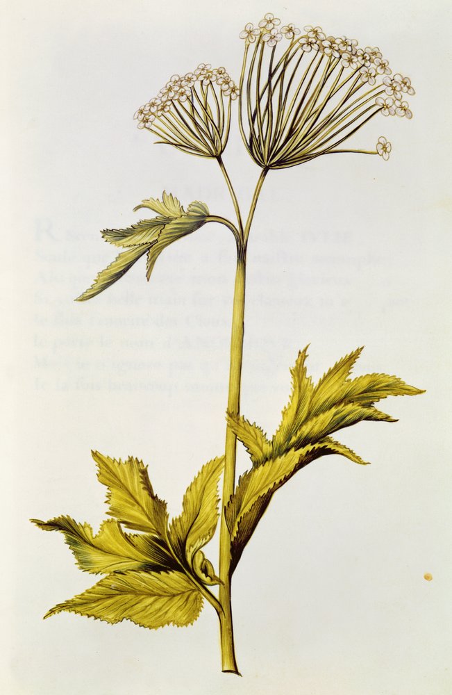 Angelica, from 