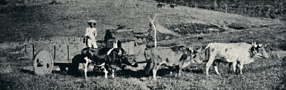 Ox Cart, 1895 by Paulo Sack