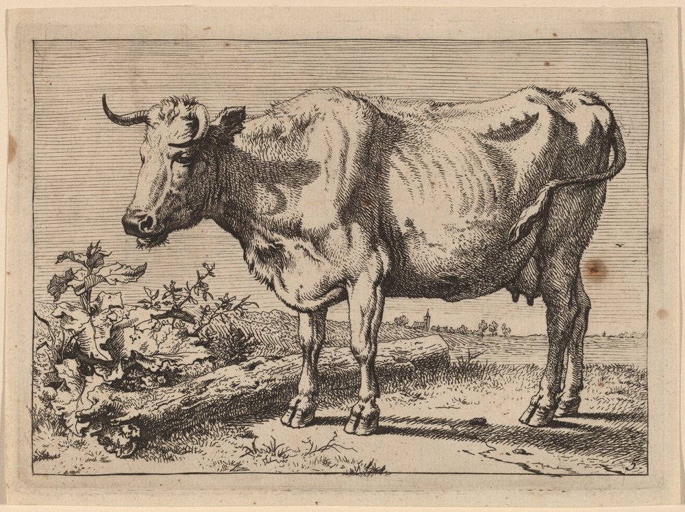 Standing Cow by Paulus Potter