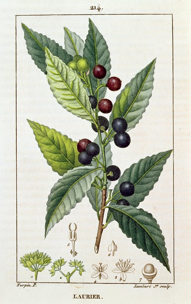 Laurel, Botanical Plate by Pierre Jean Francois Turpin