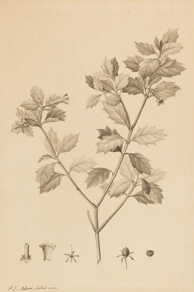 Desfonainia Spinosa, 1787 by Pierre-Joseph Redouté