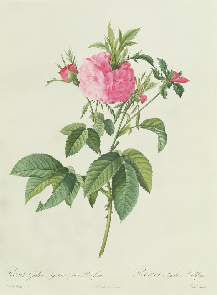 Rosa Gallica Agatha Prolifera by Pierre-Joseph Redouté