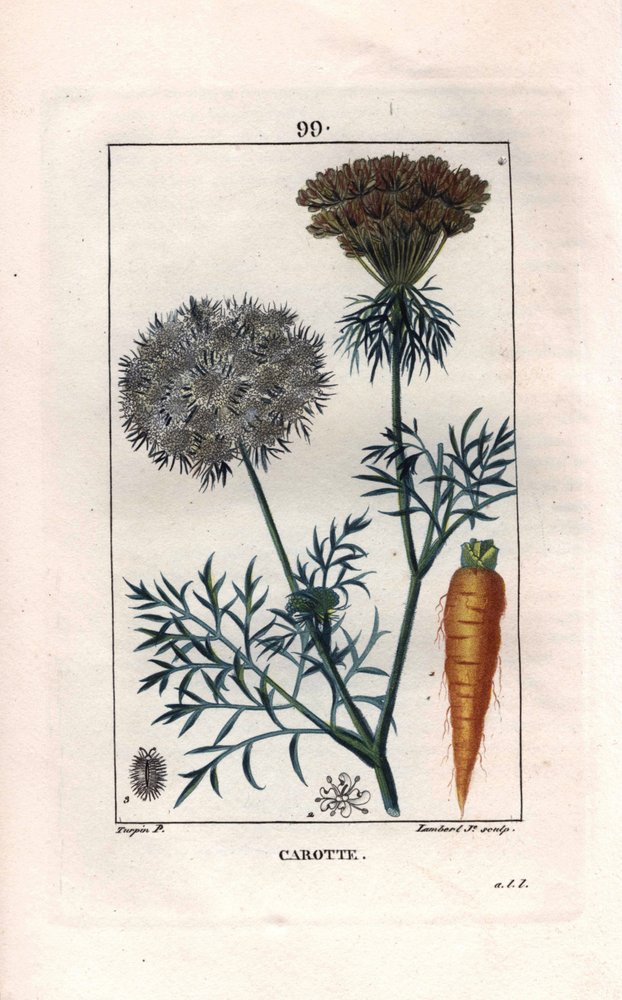 botanical illustration carrot