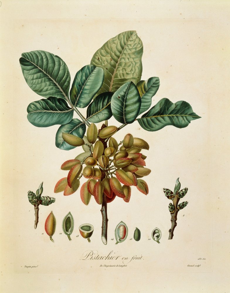 Pistachio (Pistacia vera) by Pierre Jean Francois Turpin