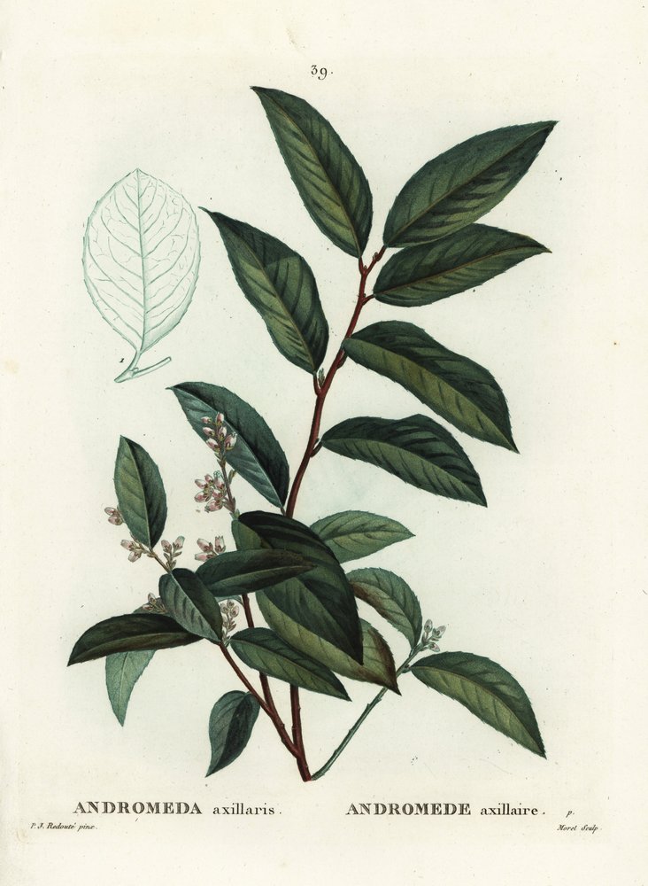 Fetterbush, Andromeda Axillaris by Pierre-Joseph Redouté