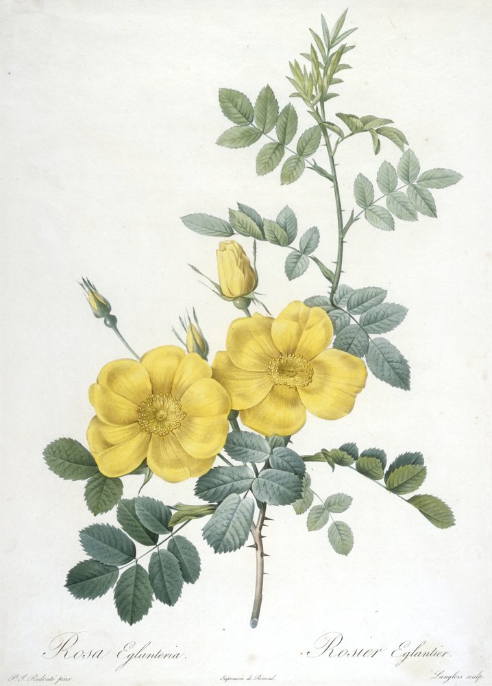 Rosa Eglanteria, from Les Roses, 1817-24 by Pierre-Joseph Redouté