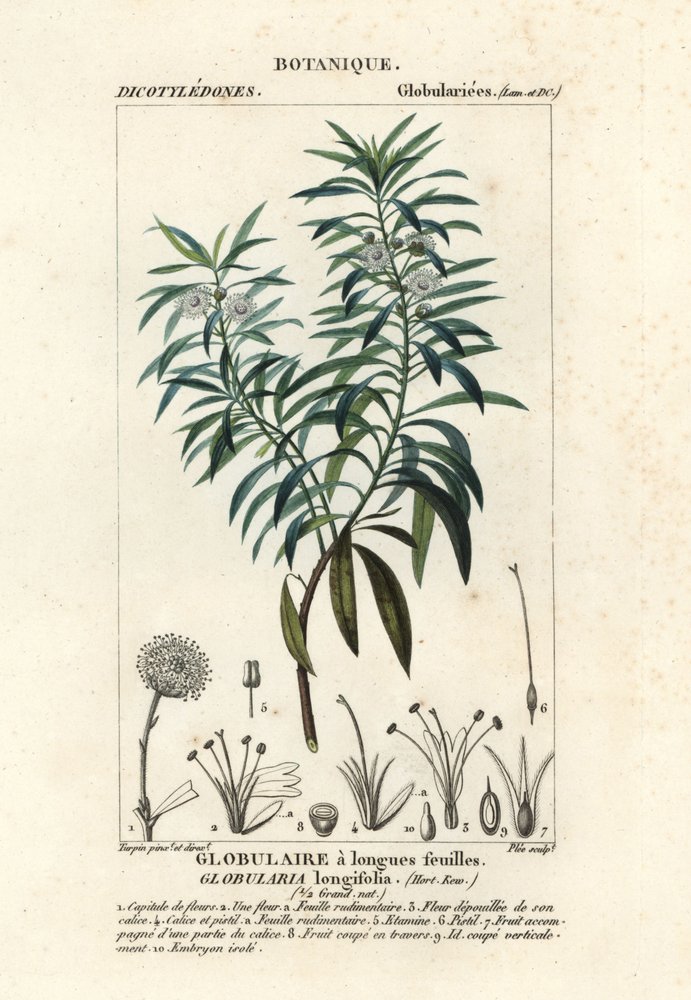 Globe daisy by Plee Plee: Highest-quality art reproduction