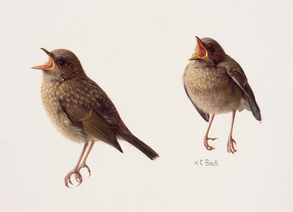 Two Studies of a Young Robin by Raymond Booth