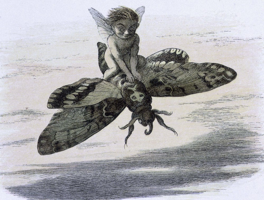 An elf riding a butterfly. Illustration by Richard Doyle from 'In Fairy ...