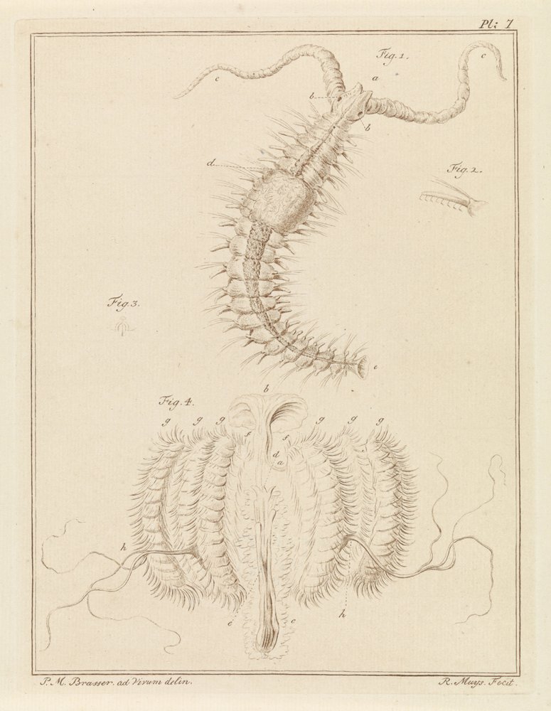 Ribbon Worm and a Comb Jelly by Robbert Muys: Fine art print