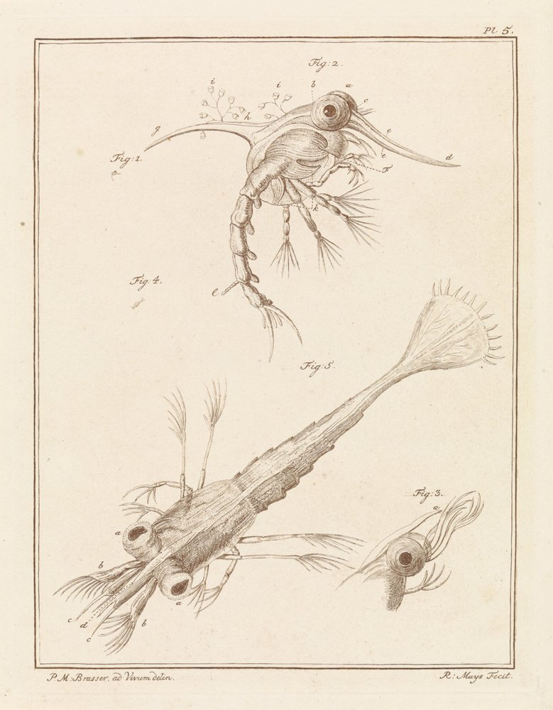 Two Developmental Stages of the Shore Crab Larva by Robbert Muys