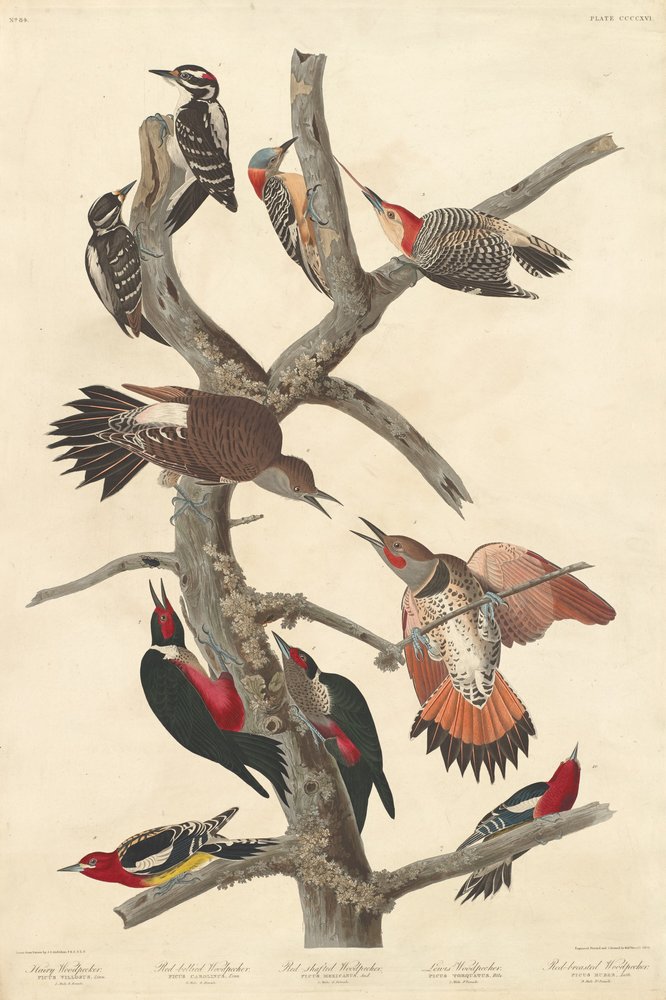 Hairy Woodpecker by Robert Havell after John James Audubon