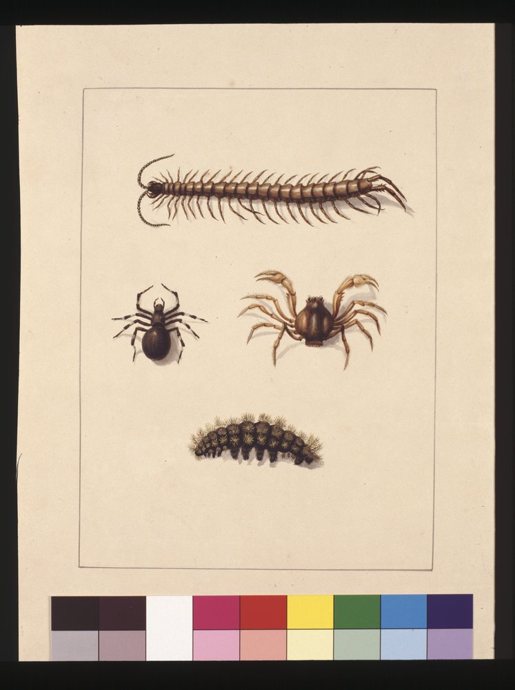 Insects of New South Wales. Now known as Common centipede, Spider genus ...
