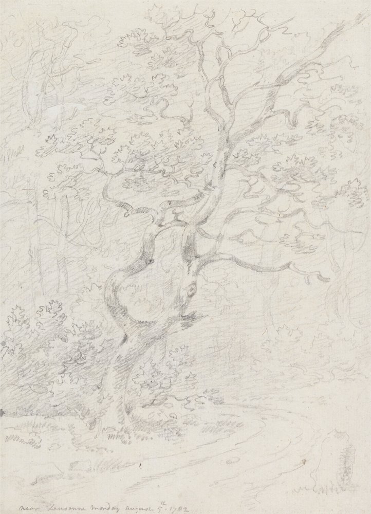 Trees, Near Lausanne