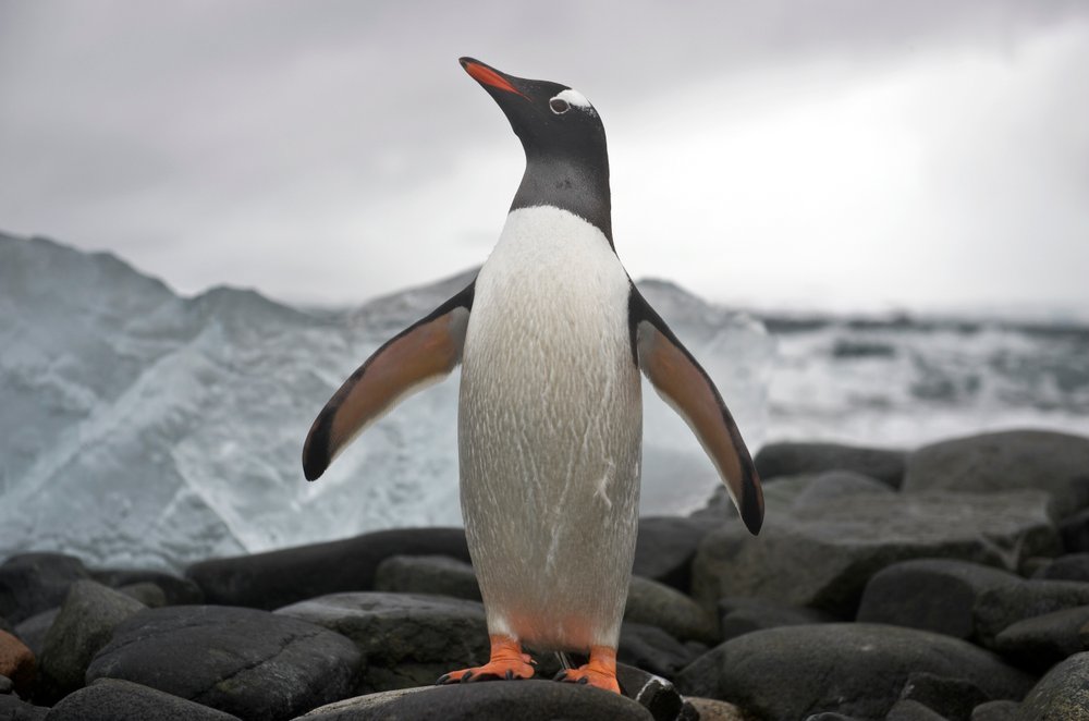 Portrait of a gentoo penguin, Pygoscelis papua, Antarctica, 2022 by Sisse Brimberg