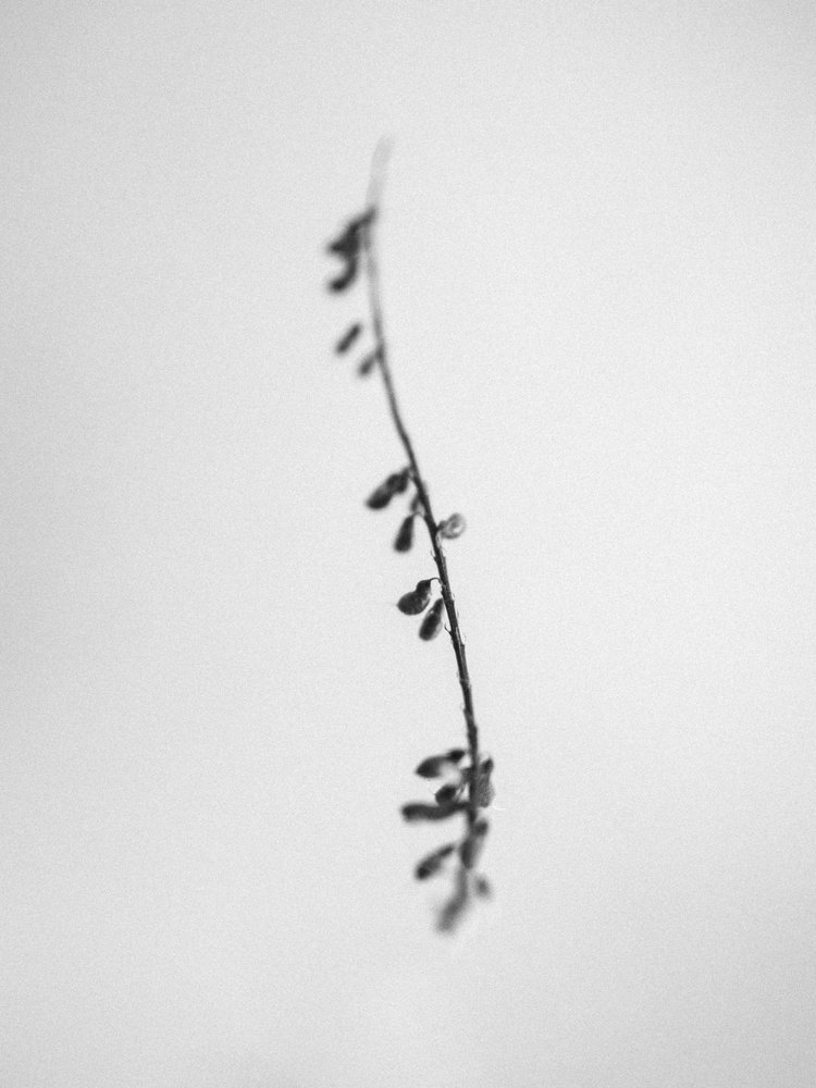 Amid the Flowers 22, 2021 by Teis Albers