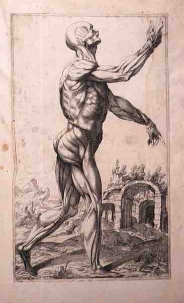 Anatomical study by Titian (c.1488-1576) (after)