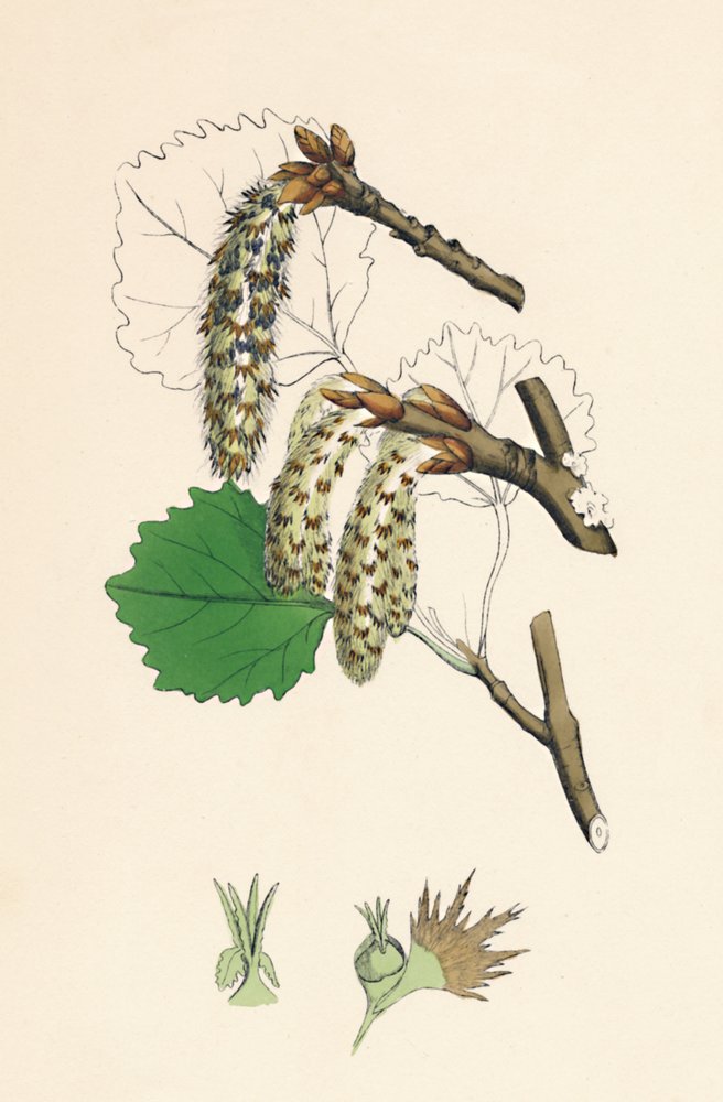 Populus tremula. Aspen, 19th Century by Unbekannt