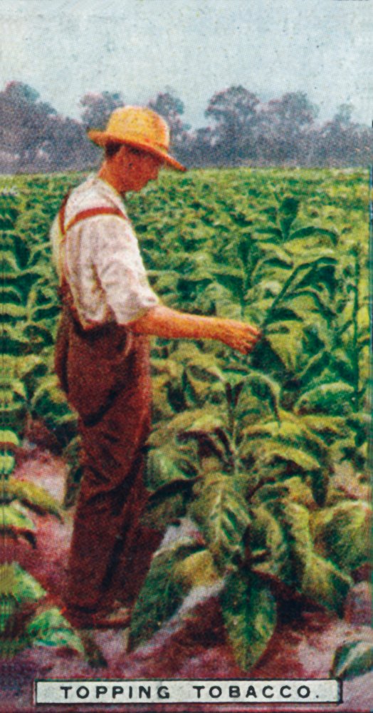 what is topping in tobacco by Unbekannt: Premium art reproduction Topping tobacco plants by accident