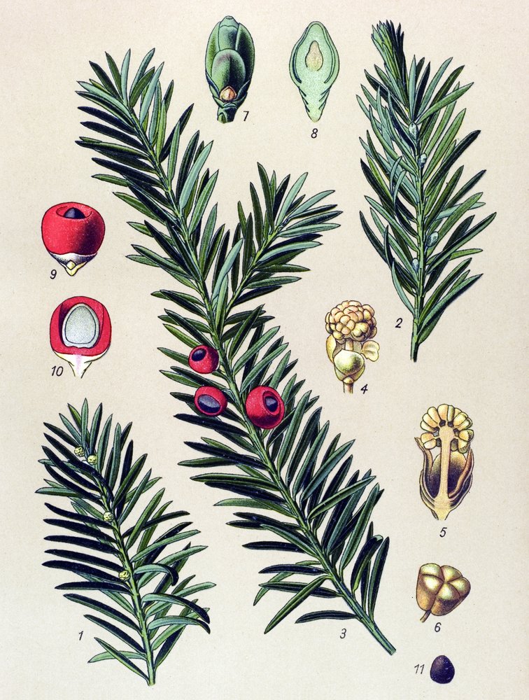 Botanical board. Poisonous plant: Common yew (Taxus baccata) by Unbekannter Künstler
