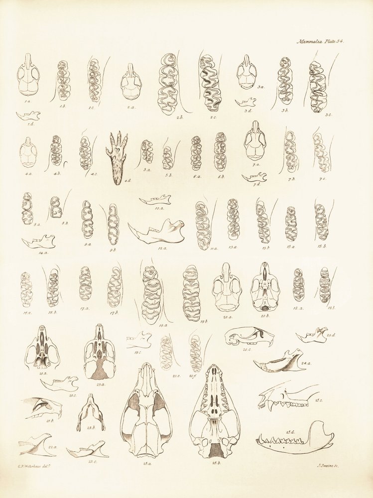 Cranes and teeth of various kinds of rodents described by Charles ...