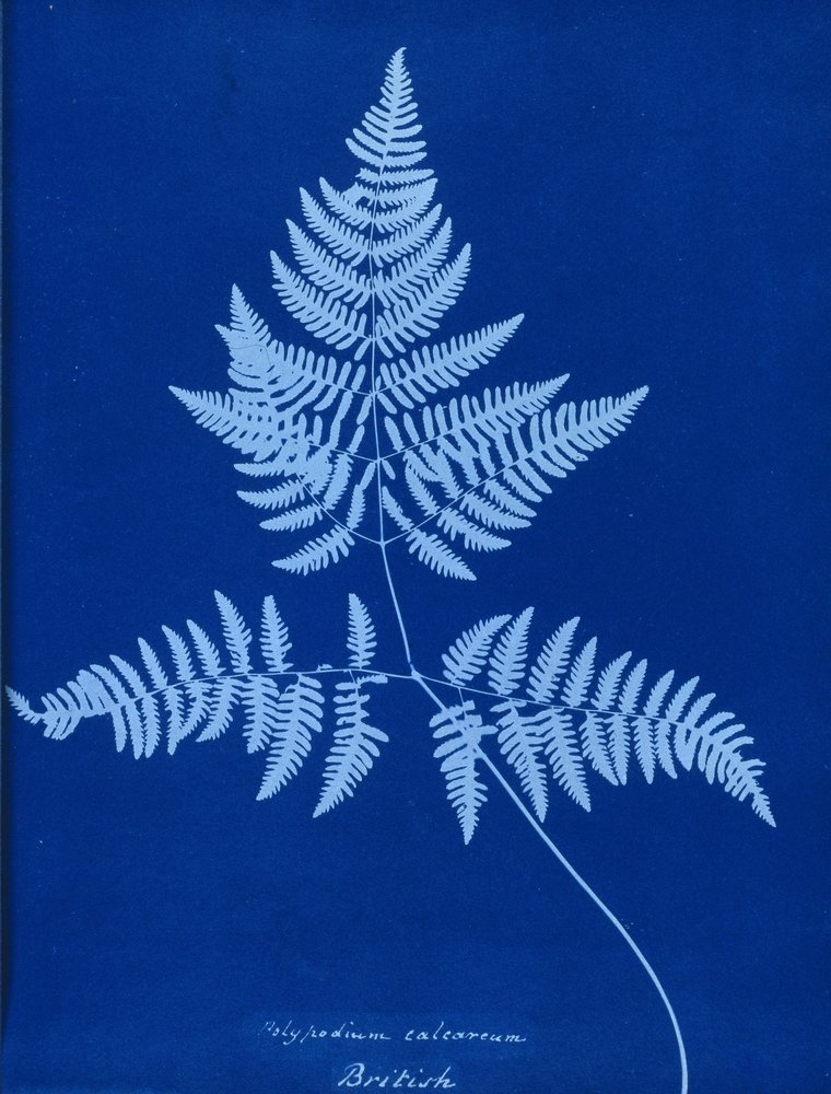 Cyanotype of Polypodium calcareum by Unbekannt