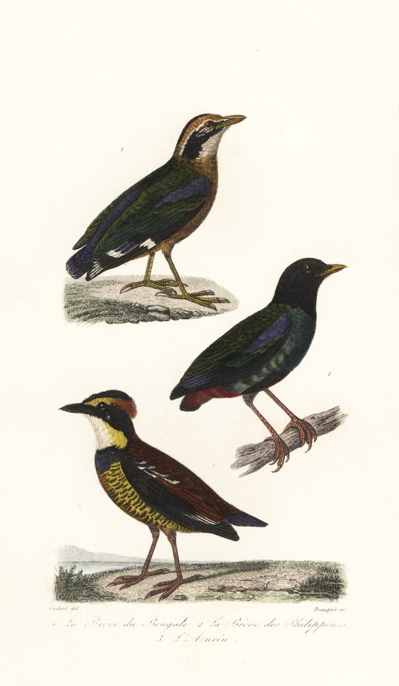 Indian pitta, hooded pitta and Javan banded pitta by Unbekannter Künstler