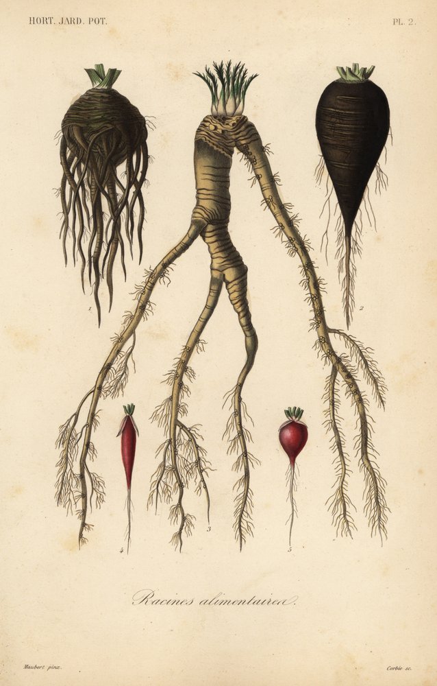Root vegetables by Unbekannt